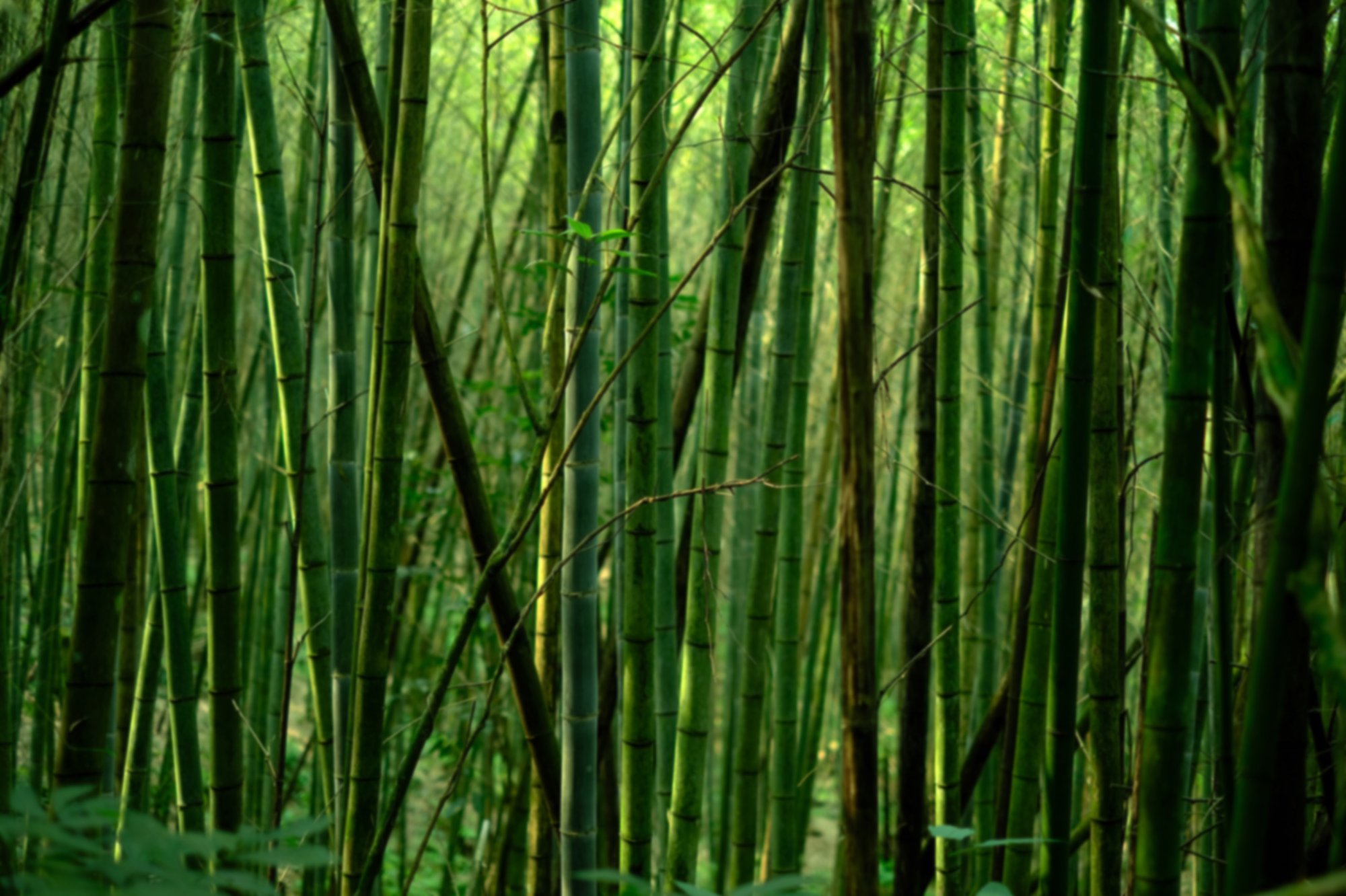 Bamboo-1